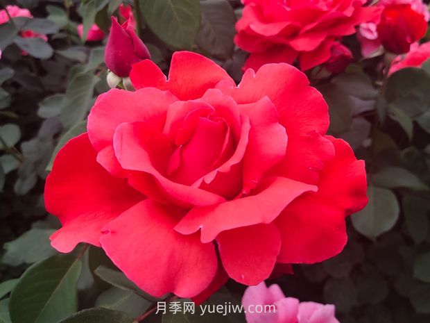 月季的文化世界，園林綠化的多彩花海(圖1)