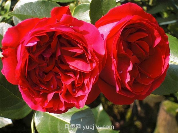 紅色龍沙寶石月季的優(yōu)缺點(diǎn)是什么？(圖1)