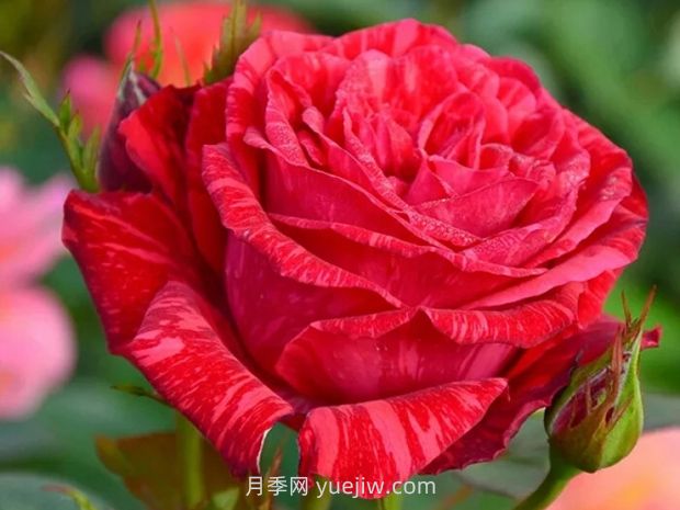 紅色直覺月季的優(yōu)缺點(diǎn)是什么？(圖1)