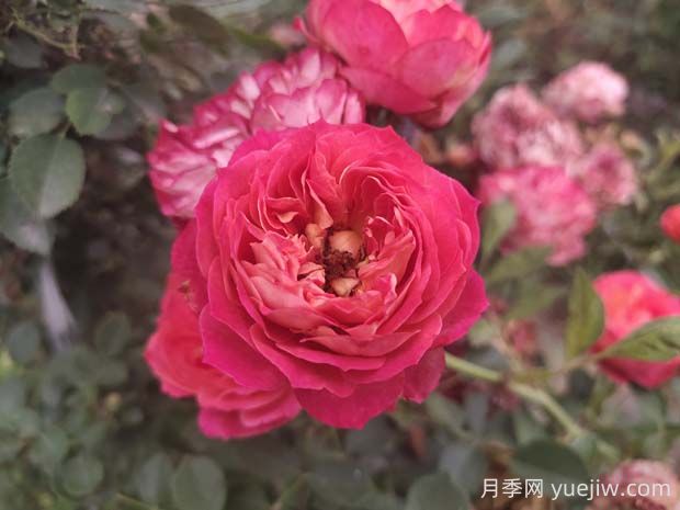 藤寶貝月季是大藤本嗎，藤寶貝有什么優(yōu)缺點？(圖1)