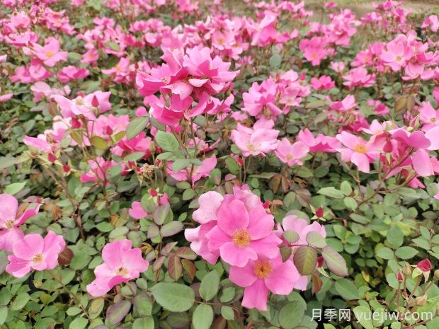 杏花村月季的優(yōu)缺點是什么？(圖1)