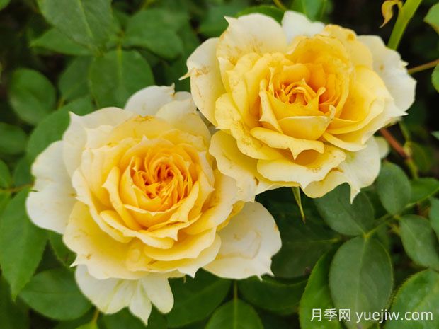 陽光古董月季的優(yōu)缺點(diǎn)是什么？(圖1)