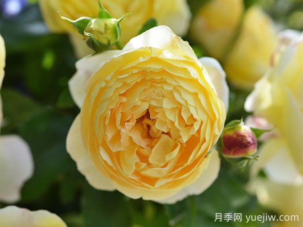 黃金城堡月季的優(yōu)缺點(diǎn)是什么？(圖1)