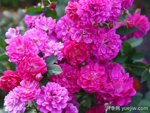 甜蜜馬車月季的優(yōu)缺點(diǎn)是什么？(圖1)
