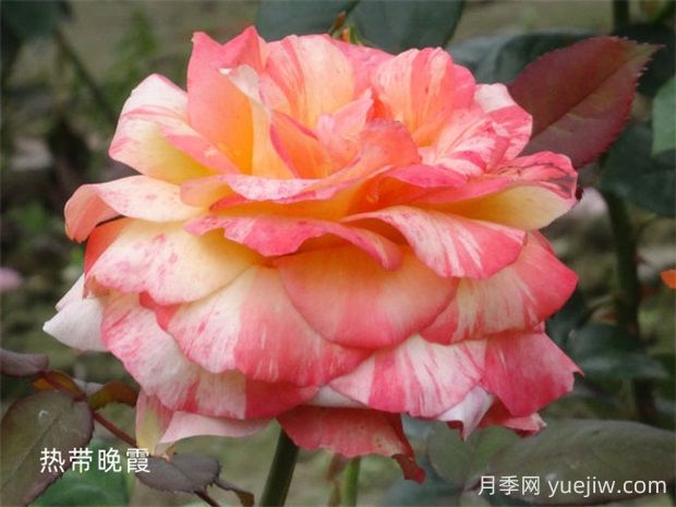 熱帶晚霞月季的優(yōu)缺點(diǎn)是什么？(圖1)