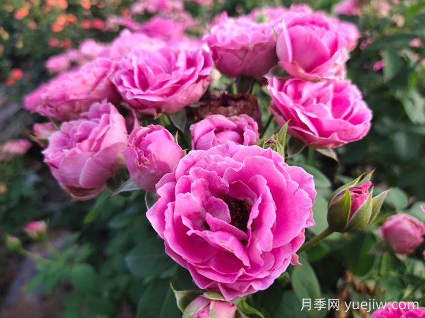 紫霧泡泡月季的優(yōu)缺點是什么？(圖1)
