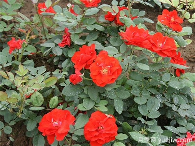 橘紅潮月季的優(yōu)缺點(diǎn)是什么？(圖1)