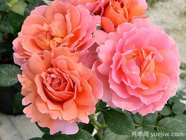 茜月季的優(yōu)缺點(diǎn)是什么？(圖1)