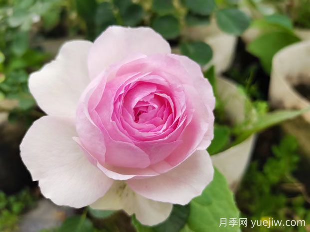 維薩里月季的優(yōu)缺點是什么？(圖1)