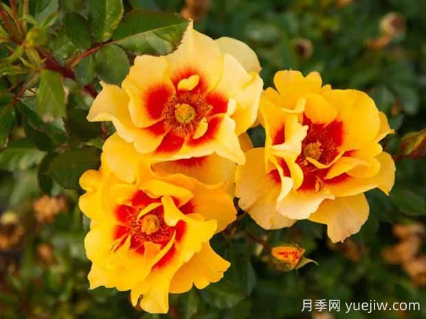 霞舞月季的優(yōu)缺點(diǎn)是什么？(圖1)