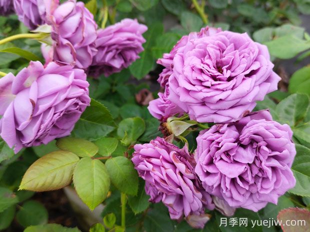微藍(lán)月季的優(yōu)缺點(diǎn)是什么？(圖1)