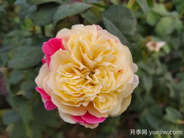 風月月季的優(yōu)缺點是什么？(圖1)
