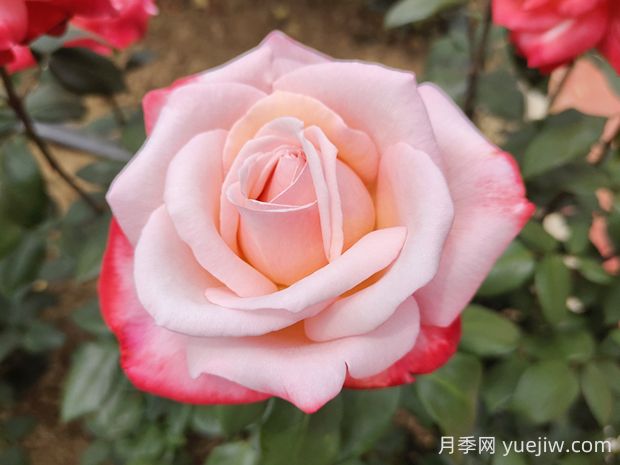 丹頂月季的優(yōu)缺點是什么？(圖1)