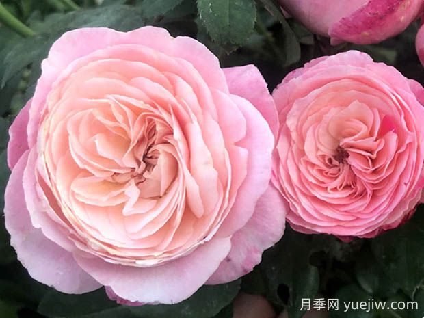 環(huán)美空月季的優(yōu)缺點是什么？(圖1)