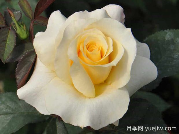 晴空月季的優(yōu)缺點(diǎn)是什么？(圖1)