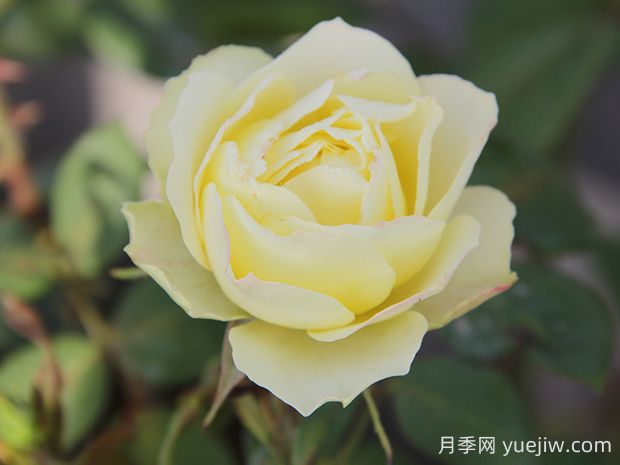 綠野月季的優(yōu)缺點是什么？(圖1)