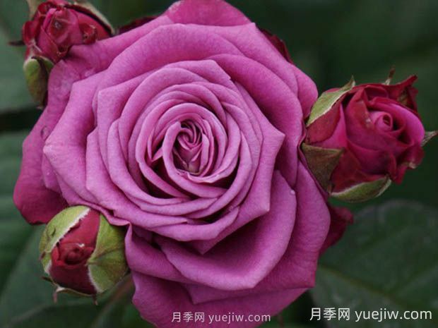 冥王星陽(yáng)臺(tái)月季的優(yōu)缺點(diǎn)是什么？(圖1)