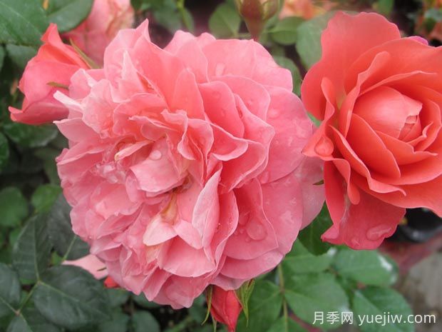 芳香王陽臺月季的優(yōu)缺點是什么？(圖1)