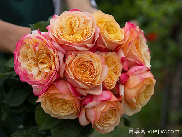 卡普里月季的優(yōu)缺點是什么？(圖1)