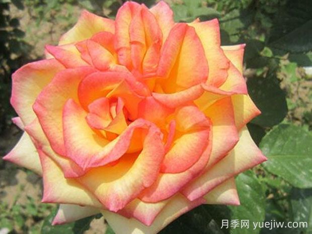 希臘之鄉(xiāng)月季的優(yōu)缺點(diǎn)是什么？(圖1)