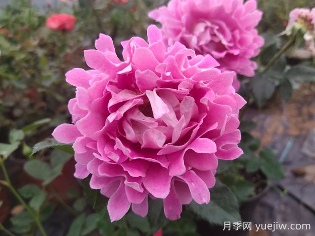 夢(mèng)幻褶邊月季的優(yōu)缺點(diǎn)是什么？(圖1)