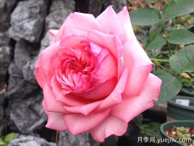 伊芙新娘月季的優(yōu)缺點(diǎn)是什么？(圖1)