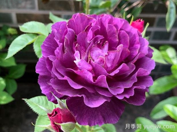 奧秘月季的優(yōu)缺點是什么？(圖1)