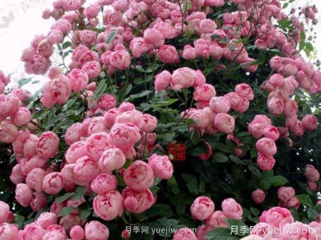 強盜騎士月季的優(yōu)缺點是什么？(圖1)