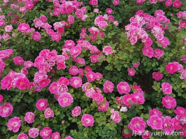 月季文化，此花無日不春風(圖3)