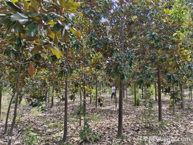 廣玉蘭越長越禿頂，問題究竟出在哪兒？(圖1)