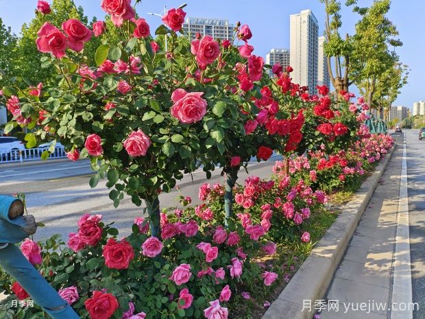 南陽月季，月季之鄉(xiāng)譽滿全球(圖1)