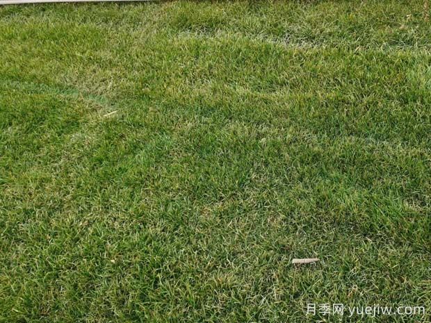 草坪可以在夏季伏天種植嗎？(圖1)