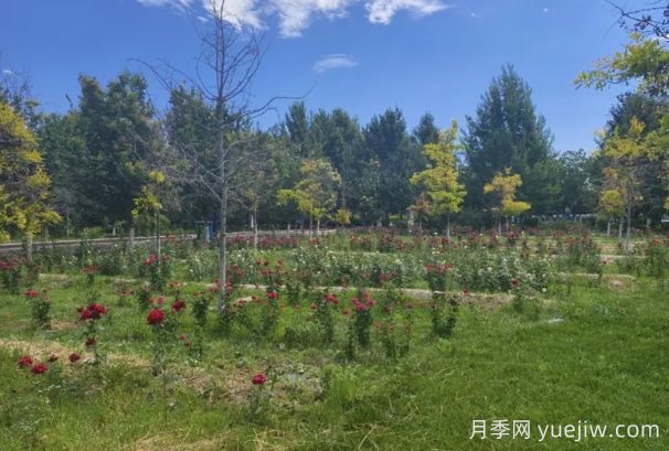 石河子市植物園月季園花開盛景，誠邀市民共賞(圖2)
