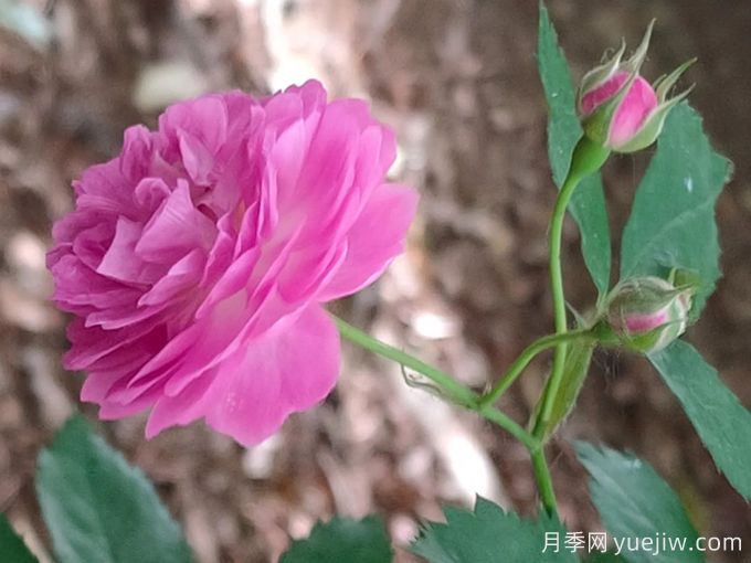 11個薔薇品種，花開滿架一院香(圖2)