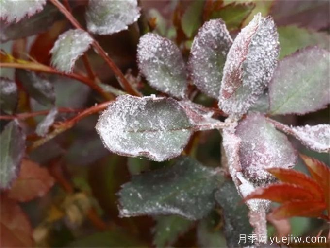 月季花白粉病怎樣產(chǎn)生的？如何防治白粉病(圖2)