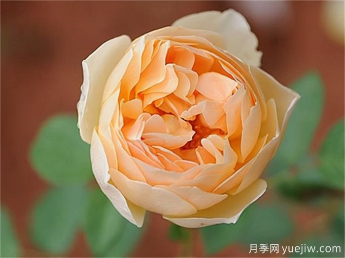推薦7種優(yōu)秀灌木月季，庭院栽植好養(yǎng)又勤花(圖2)