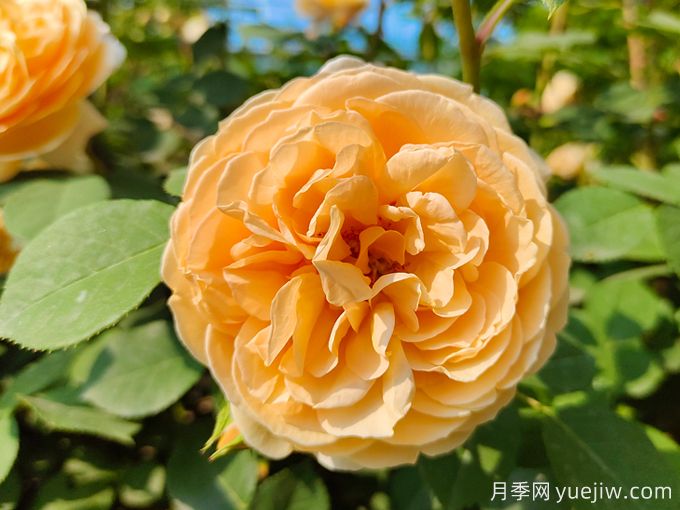 月季薔薇玫瑰，怎樣辨認(rèn)薔薇三姐妹？(圖1)