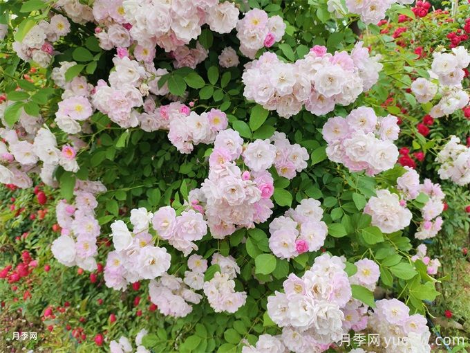 月季薔薇玫瑰，怎樣辨認(rèn)薔薇三姐妹？(圖2)