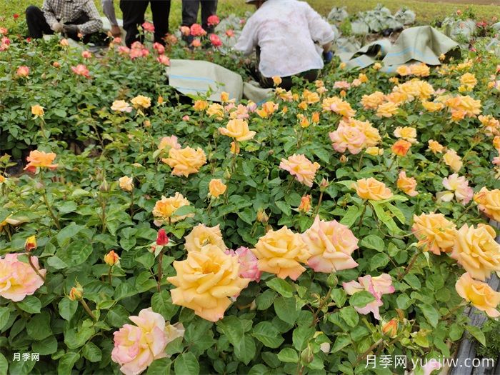 如何搭配花卉和地被植物來(lái)營(yíng)造豐富的景觀效果？(圖1)
