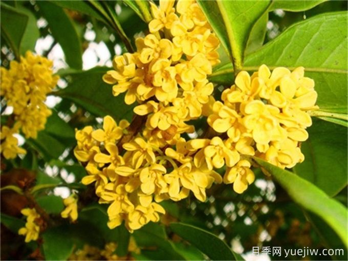 桂花種植教程，輕松實(shí)現(xiàn)豐盛花朵的關(guān)鍵步驟(圖1)