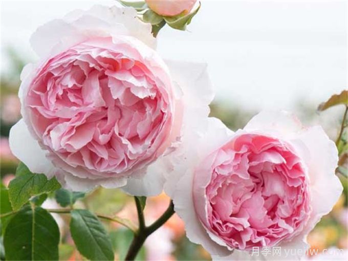 6個(gè)月季花品種，開花又大又香皮實(shí)好養(yǎng)(圖2)