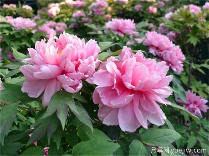 牡丹花品種介紹，牡丹前十名品種是什么？(圖1)