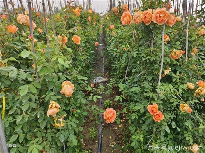 北方不同園林植物，秋季修剪時(shí)的修剪方法有什么不同？(圖2)