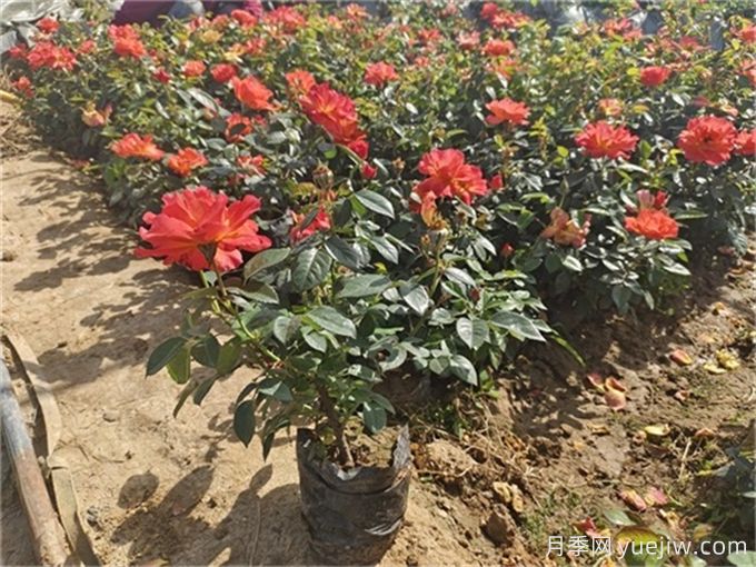 北方不同園林植物，秋季修剪時(shí)的修剪方法有什么不同？(圖3)