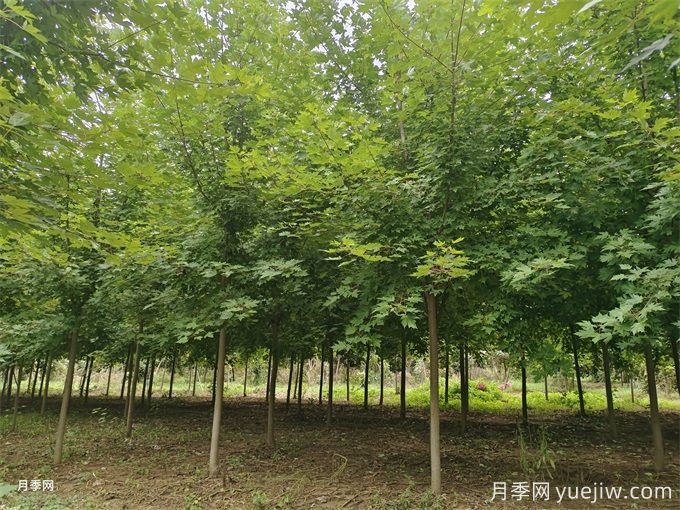 紅楓樹移栽注意事項(xiàng)，紅楓樹移***佳時(shí)間(圖1)
