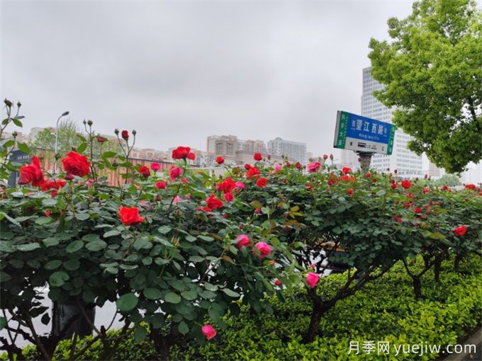 合肥樹狀月季大道，大朵月季扮靚城市風(fēng)景(圖3)