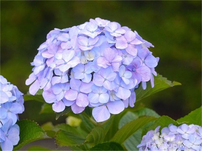 秋天繡球花怎么養(yǎng)？需要注意什么？(圖1)