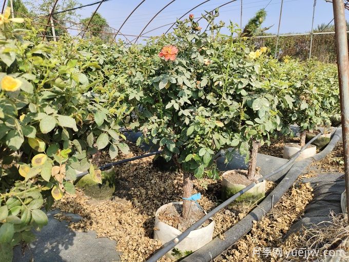 園藝新品，多色歐月薔薇桿樹狀月季(圖3)