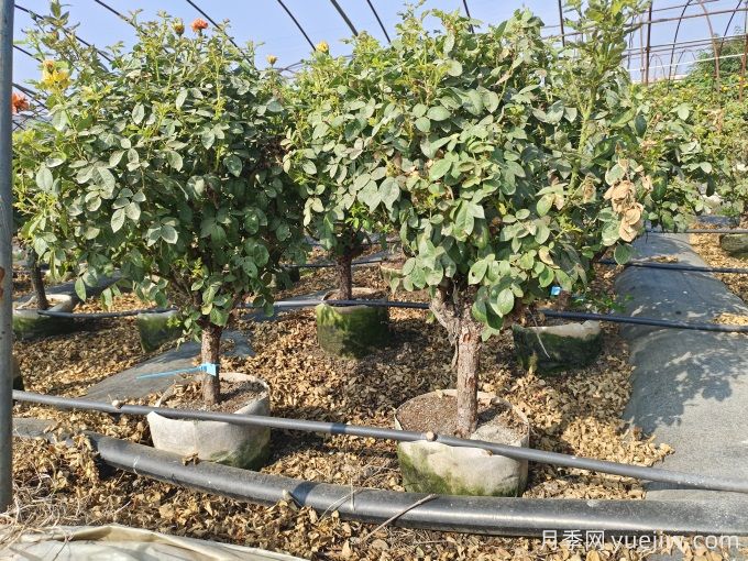 園藝新品，多色歐月薔薇桿樹狀月季(圖4)