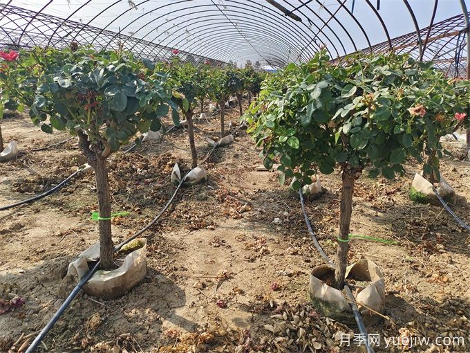 園藝新品，多色歐月薔薇桿樹狀月季(圖5)